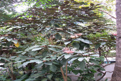 Clerodendrum quadriloculare